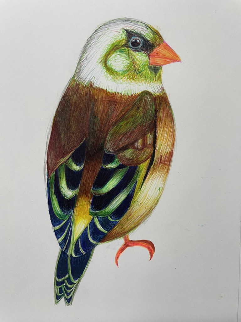 【松林中の鳥】カワラヒワ　Oriental Greenfinch